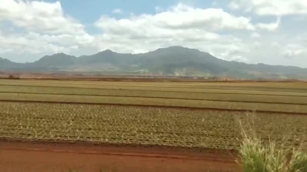 Real Time Beelden Langs Ananas Boerderij Gelegen Aan Noordkust Hawaii — Stockvideo