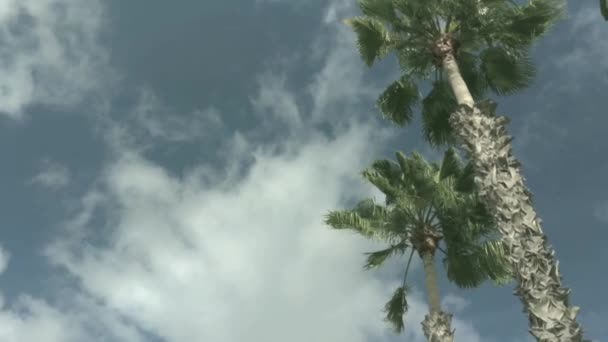 Real Time Footage Palm Tree Beautiful Sky Located Waikele Hawaii — Stock Video