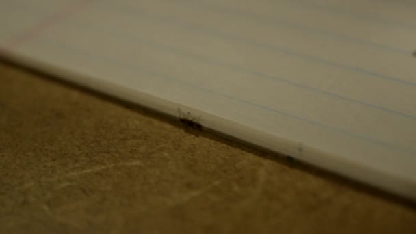 Pequeña Hormiga Arrastrándose Desde Una Encimera Hasta Bloc Notas — Vídeo de stock