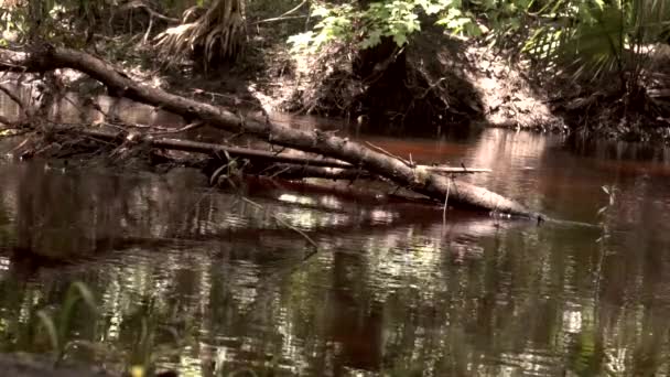 Tok Vody Potoka Přes Bažiny Floridy Zpomaleném Filmu — Stock video