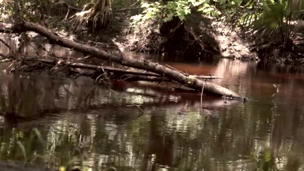 Fließender Bach Mitten Floridas Sümpfen — Stockvideo