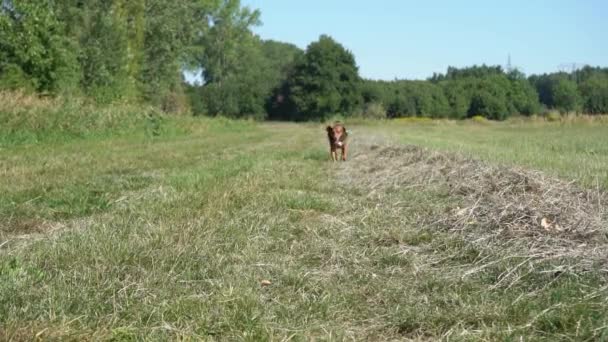 夏の暑さの中 野原のカメラの方へ歩く犬 — ストック動画