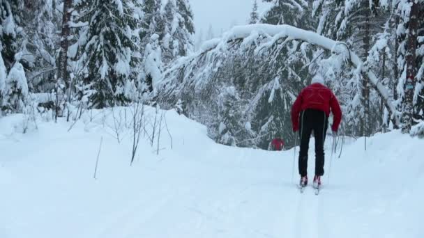 Nordmarka Oslo Norge Vinterunderverk Land Med Snö Träden Och Kalla — Stockvideo