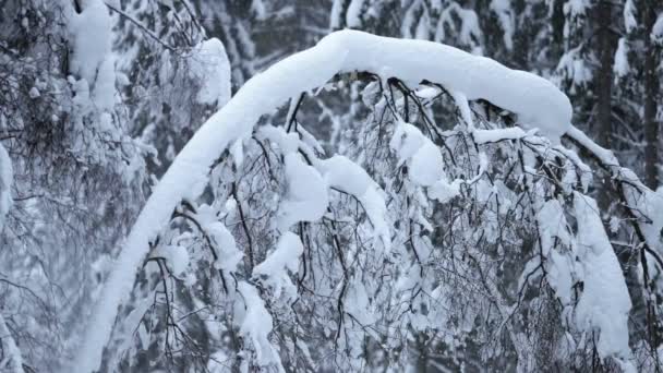 挪威奥斯陆的Nordmarka 冬天的神奇土地 树上飘着雪 寒冷的温度 许多人喜欢在外面滑雪和睡觉的树林里 — 图库视频影像