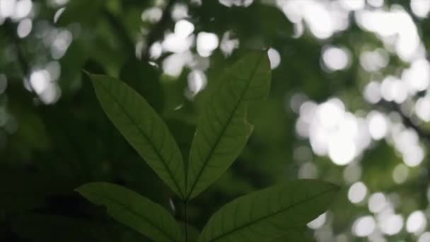 Close Rotation Shot Tropical Mahogany Tree Leaves Located Bohol Forest — Stock Video