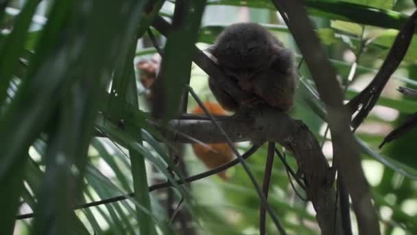 Lassan Mozgó Lövés Egy Alvó Fülöp Szigeteki Tarsier Kapaszkodik Egy — Stock videók