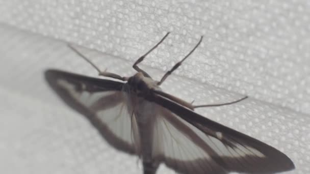 Uma Mariposa Borboleta Senta Cortina Uma Janela Dia Ventoso — Vídeo de Stock