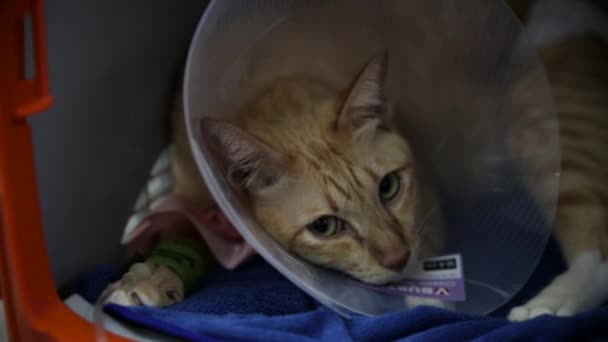 Chat Malade Allongé Dans Une Cage Avec Une Ligne Attachée — Video