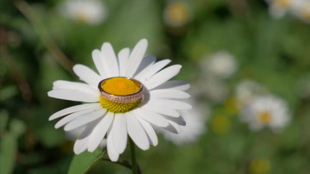 Ένα Δαχτυλίδι Ένα Λουλούδι Έναν Κήπο — Αρχείο Βίντεο
