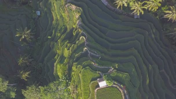 Flug Aus Der Luft Über Reisfelder Auf Bali Indonesien — Stockvideo