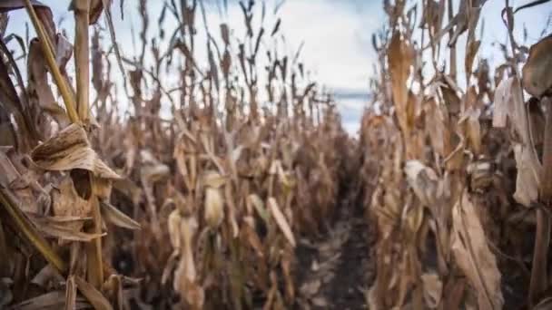 Zonsondergang Tijd Verstrijken Van Een Veld Van Maïs — Stockvideo