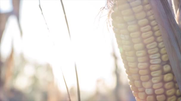 Close Time Lapse Stalk Corn Background Sunset — Stock Video