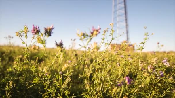 Panning Shot Fiori Viola Campo Soleggiato Maestoso — Video Stock