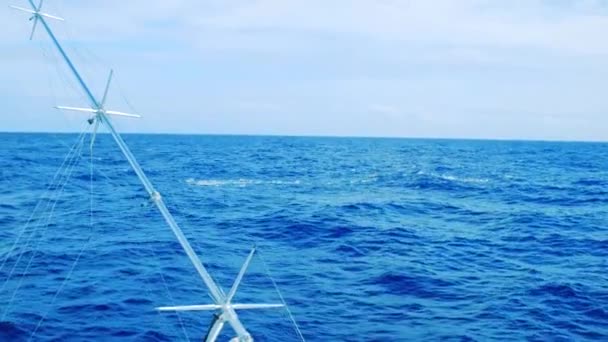 Baitball Van Tonijn Spetteren Het Caribisch Gebied — Stockvideo