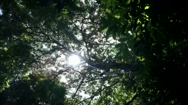 Paysage Philippin Communs Arbres — Video