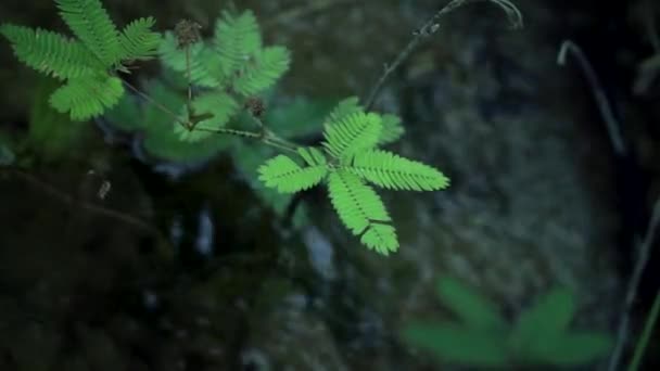 Filippijnse Platteland Commons Close Van Planten — Stockvideo