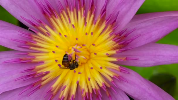 Manada Abejas Recolectando Polen Loto — Vídeos de Stock