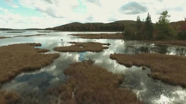 Träsk Hösten Kanada Sphagnum Blir Orange Hösten — Stockvideo