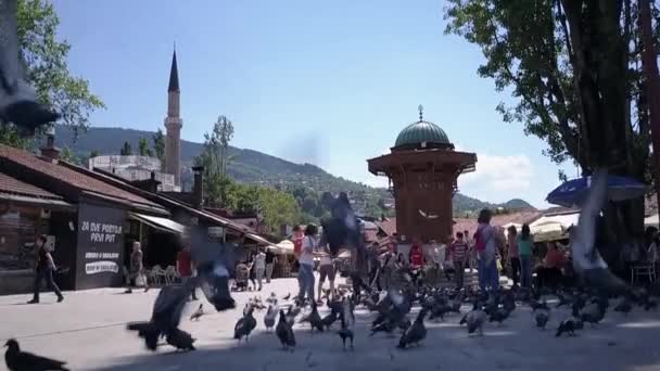 Сараєво Боснія Герцеговина Вистрілив Голубів Себілі Дерев Яний Фонтан Водою — стокове відео
