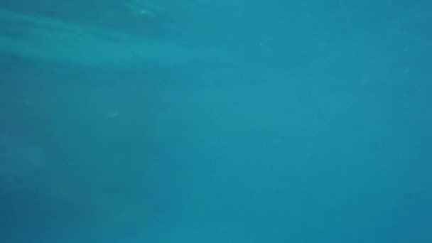 Slow Motion View Underwater Garden Pool — Stock Video