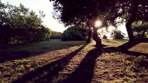Drone Shot Backlit Tree Branches Beachside Park — ストック動画