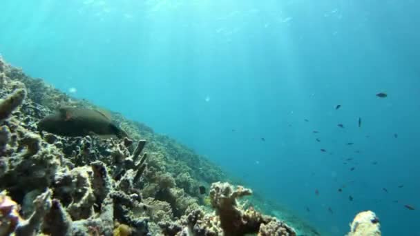 Arrecife Coral Con Peces Nadando Indonesia Gili — Vídeos de Stock