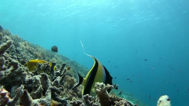 Arrecife Coral Con Peces Nadando Indonesia Gili — Vídeos de Stock