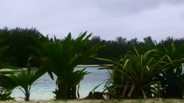 Timelapse Mouvementée Lagune Muri Rarotonga Par Derrière Petits Palmiers Donnant — Video