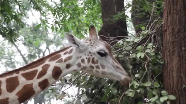 靠近一只长颈鹿在动物园的树上吃树叶 — 图库视频影像