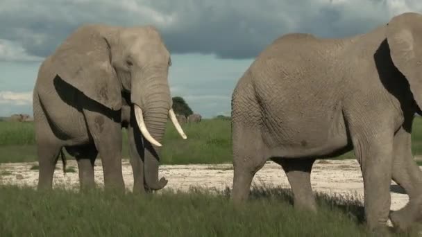 Elefante Africano Loxodonta Africana Cheirando Amboseli Quênia — Vídeo de Stock
