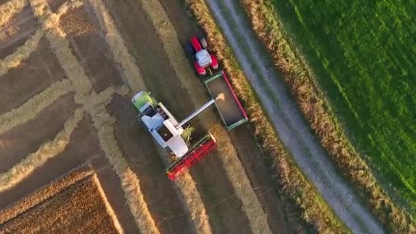 Búzatermelés Kombájnnal Traktorral Pótkocsival — Stock videók