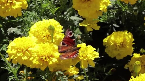 Symmetrisk Fjäril Gul Blomma Njuter Nektar Och Sedan Flyger Iväg — Stockvideo