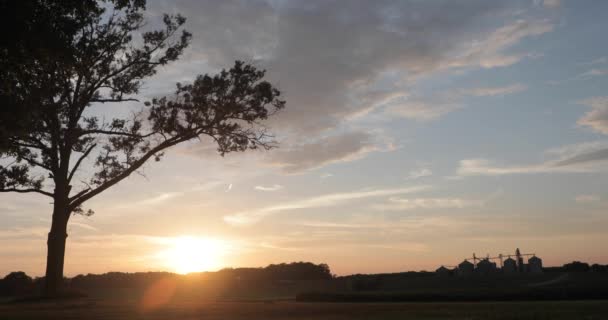 前景に一本の木のシルエットを持つ澄んだ空に対する明るいオレンジ色の夕日のシーン — ストック動画