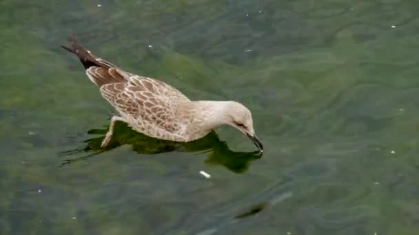 Jeden Hnědý Pták Jezeře Hledá Jídlo Vodě Zeleně Vypadající Voda — Stock video