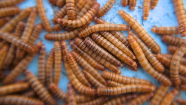 Nahaufnahme Einer Gruppe Von Würmern Einem Käfig — Stockvideo