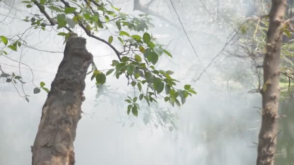 Pollution Atmosphérique Industrielle Dacca Bangladesh — Video