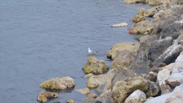 海滩上的一只海鸥坐在岩石上 飞出拍摄框架 — 图库视频影像
