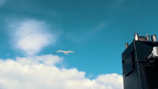 Gaviota Pasando Barco Mientras Vuela — Vídeo de stock