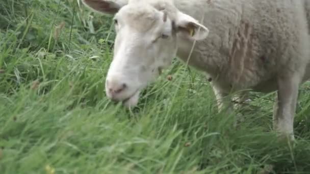 Ovce Farmě — Stock video
