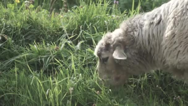 Ovinos Uma Fazenda — Vídeo de Stock