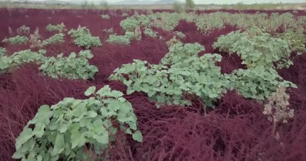 1つのクラスターで栽培された赤い植物の奇妙なパッチ ソノラ砂漠アリゾナ州 — ストック動画