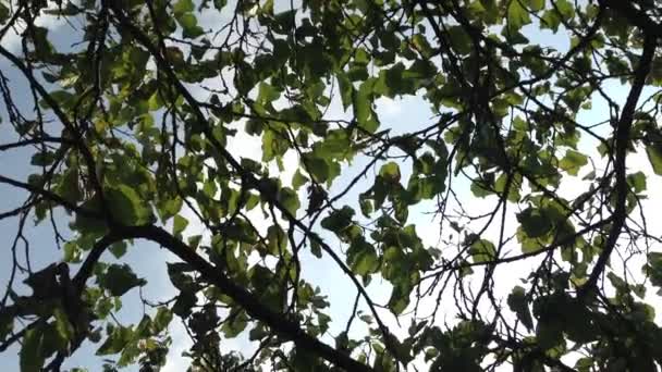 Caminar Por Jardín Con Árboles Frutales Vista Desde Abajo Hacia — Vídeo de stock