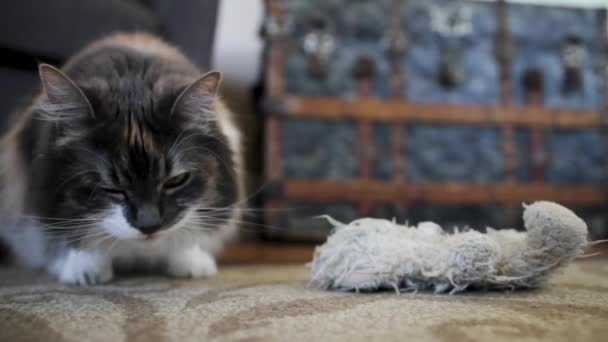 Tabby Chat Mange Festin Chat Côté Leur Peluche Jouet Animal — Video