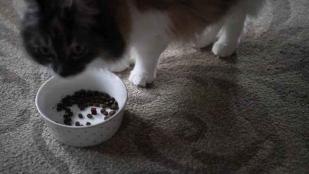 Tabby Cat Äter Mat Skål Utsikt Ovanifrån — Stockvideo