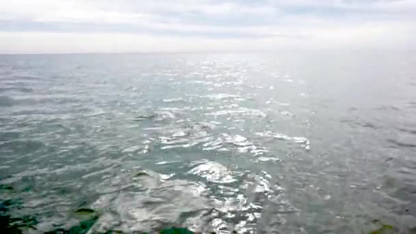 Clip Segundos Delfines Surgiendo Alrededor Pequeño Barco — Vídeo de stock