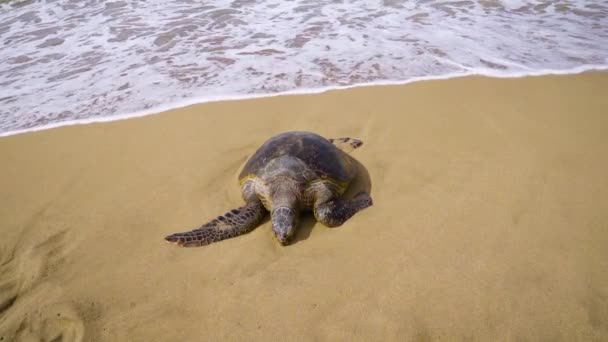 Una Tortuga Marina Descansa Inmóvil Una Playa Arena Blanca Hawaii — Vídeos de Stock