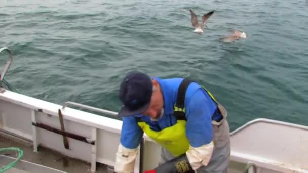 漁船の網から古い魚を掃除し 近くで待っているカモメに投げつける漁師 — ストック動画