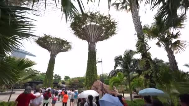 Smooth Shot Walking Some Low Hanging Leaves Revealing Supertrees Located — Stock Video