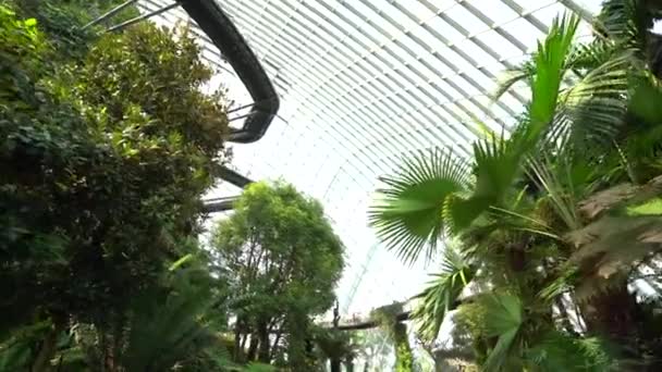 Гладкая Съемка Прогулка Взгляд Вверх Впечатляющие Деревья Куполе Внутри Сингапурские — стоковое видео