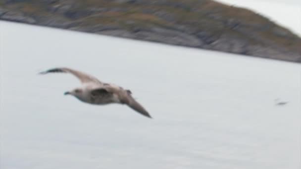 Dos Gaviotas Volando Sobre Océano Volando Sobre Agua Finalmente Aterrizando — Vídeo de stock